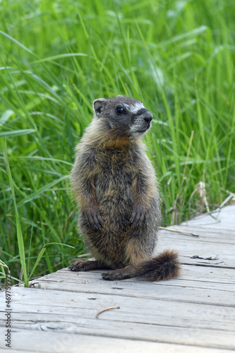 Yellow-bellied Marmot Posing in Wetlands in Lassen National Park, California