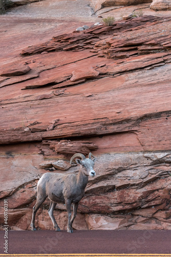 A small bighorn sheep family at the Mount Carmel Hwy in Zion NP