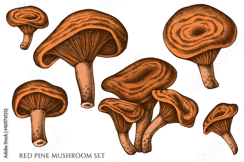Vector set of hand drawn colored red pine mushroom