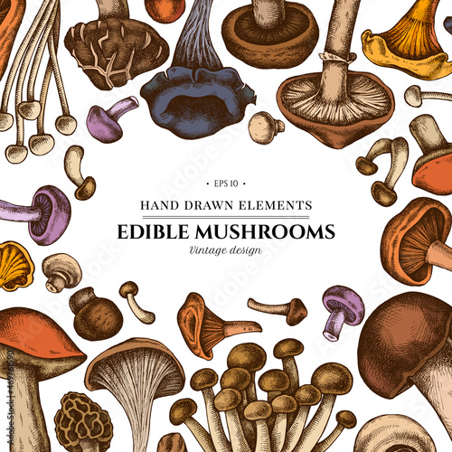 Colored elements design with oyster mushroom, champignon, honey agaric, shiitake, porcini, morel mushroom, chanterelle, aspen mushroom, enoki , shimeji, black chanterelle, red pine mushroom