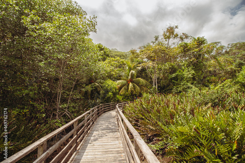 wooden bridge in the tropical forest 