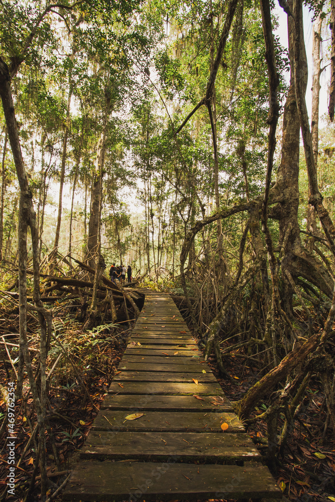 Fototapeta premium path in the mangrove swamp forest