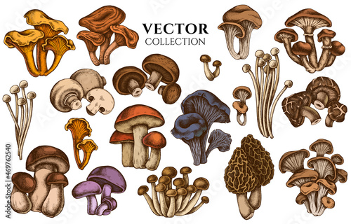 Fotografie, Obraz Badge design with colored oyster mushroom, champignon, honey agaric, shiitake, p