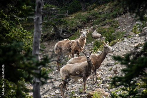 Mountain Goats in Jasper National Park 