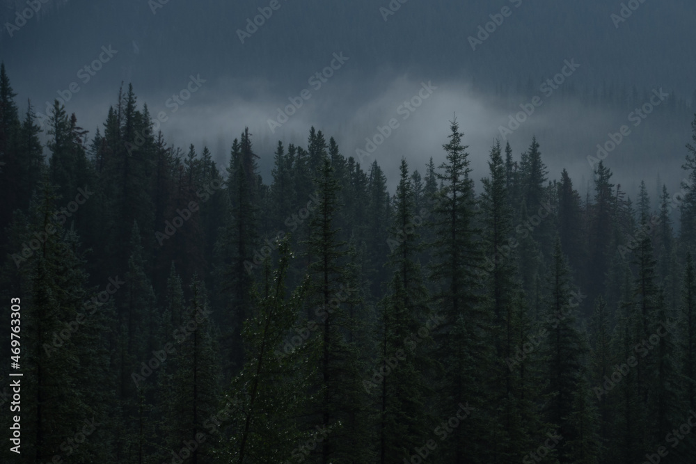 Mountain views of Foggy Trees in Jasper National Park 