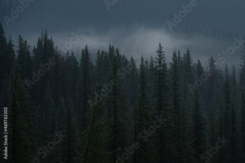 Mountain views of Foggy Trees in Jasper National Park 