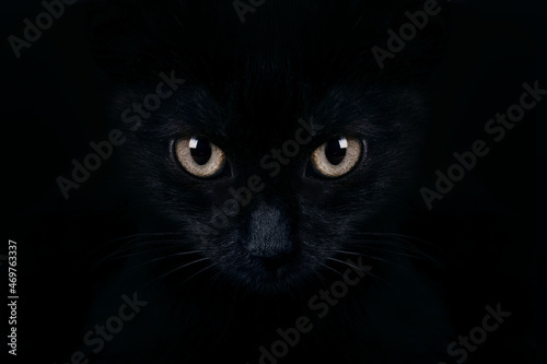 Fototapeta Naklejka Na Ścianę i Meble -  look from the dark, muzzle a cat on a black background, black kitten portrait close-up, friday 13th