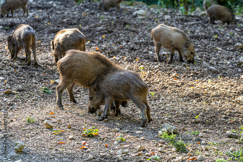 Wild boars searching for food on the ground and eating © Hacki Hackisan