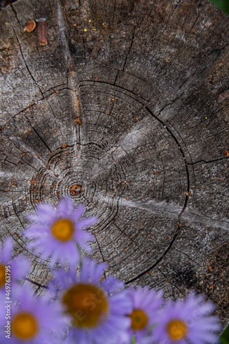 Alpine Mountaiin Wildflowers In Jasper National Park  photo