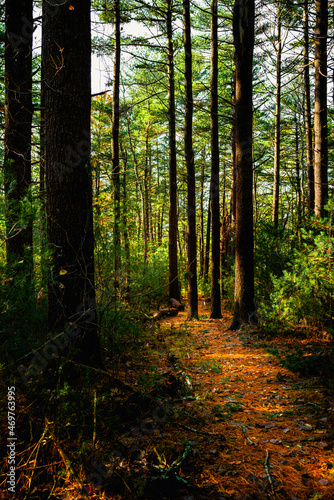 Fototapeta Naklejka Na Ścianę i Meble -  Tall Pine trees and illuminated footpaths in the forest in autumn. Myles Standish Monument State Reservation forest in south Duxbury next to Kingston Bay in Massachusetts.