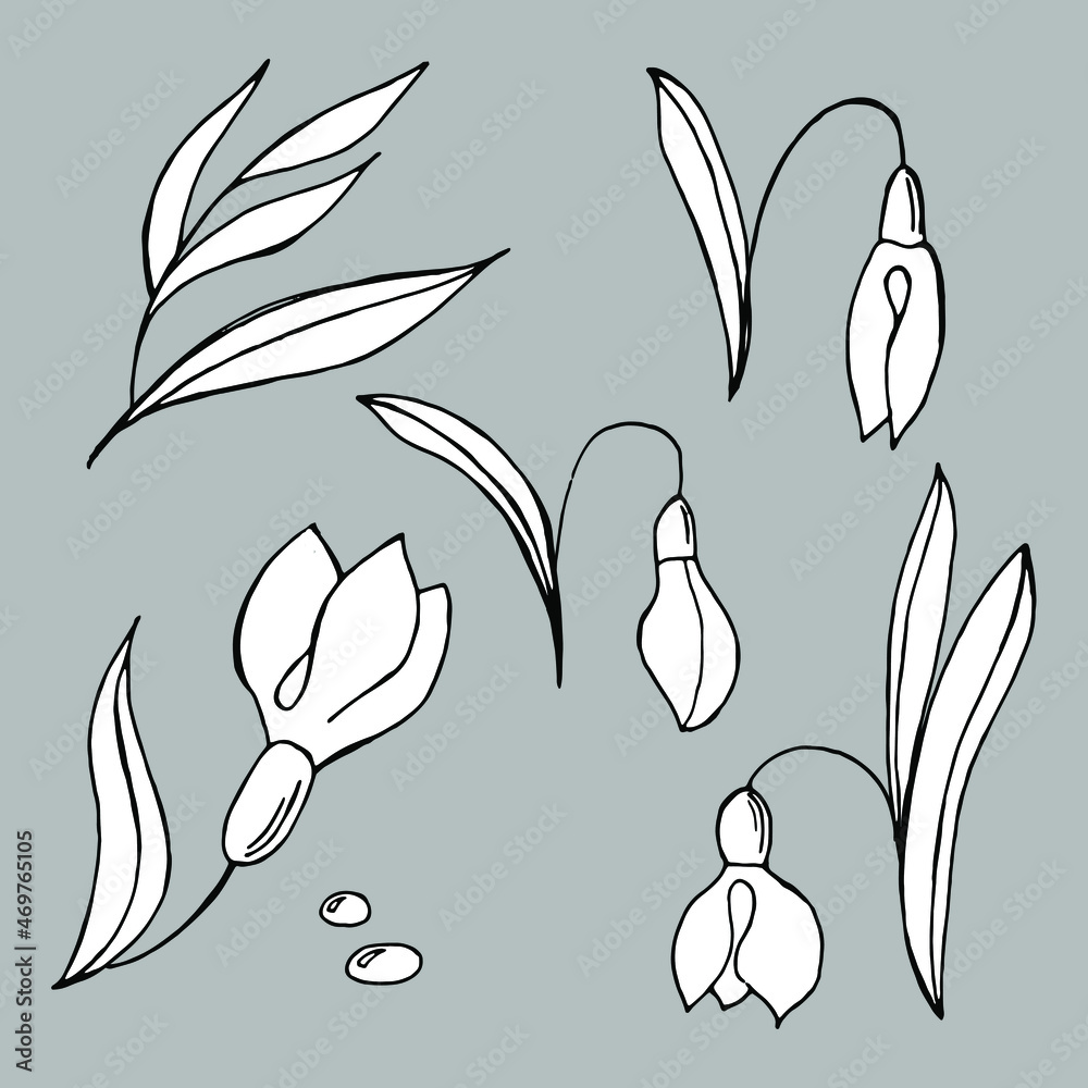 Set  snowdrops, leaves, branches, black and white vector