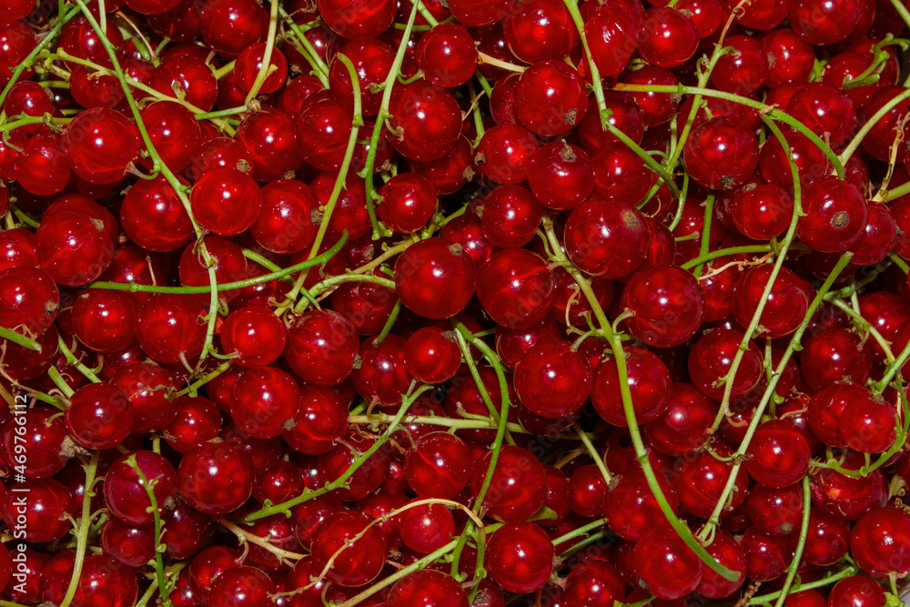 Berry background-texture. Red currant berries (Latin: Ribes rubrum), close up. ECO products. Berry background-texture. Red currant berries (Latin: Ribes rubrum), close up. ECO products.