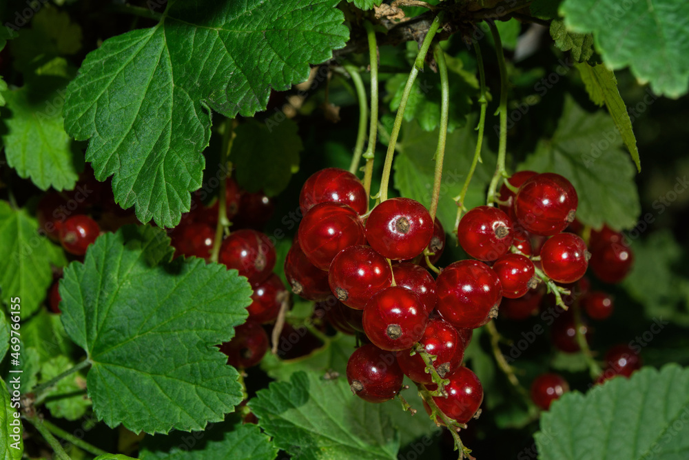 Bunches red currant berries (Latin: Ribes rubrum) on green leaves background. Red berries close up. Natural fresh products. Bunches red currant berries (Latin: Ribes rubrum) on green leaves background. Red berries close up. Natural fresh products.