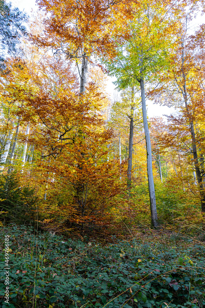Colorful trees in the middle of the autumn forest