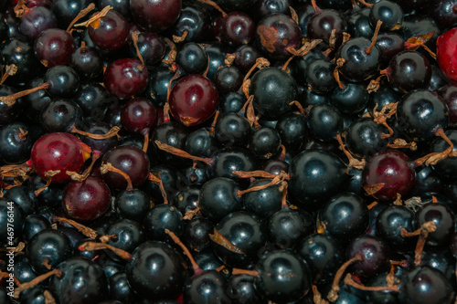 Berry background-texture. Wild currant berries (Latin: Ribes dikuscha), close up. ECO products.