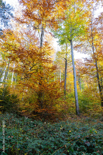 Colorful trees in the middle of the autumn forest © Hacki Hackisan