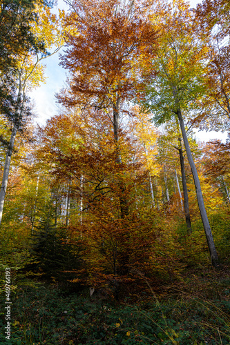 Colorful trees in the middle of the autumn forest