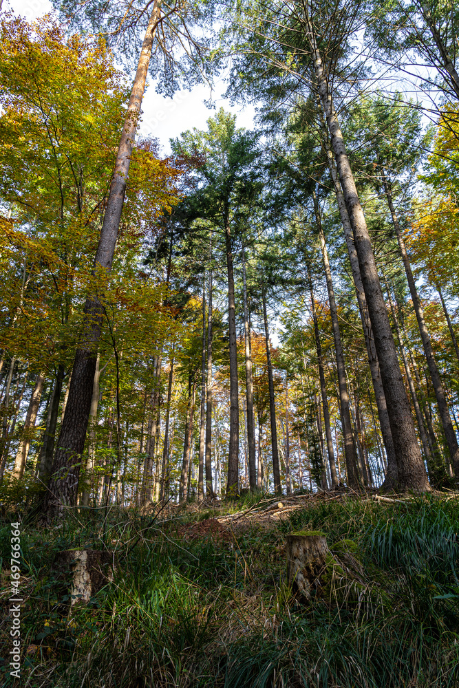 Colorful trees in the middle of the autumn forest Colorful trees in the middle of the autumn forest