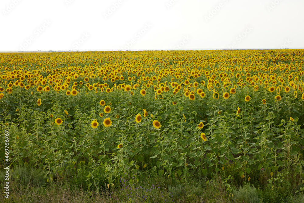 sunflower field agriculture nature farm harvest landscape no people