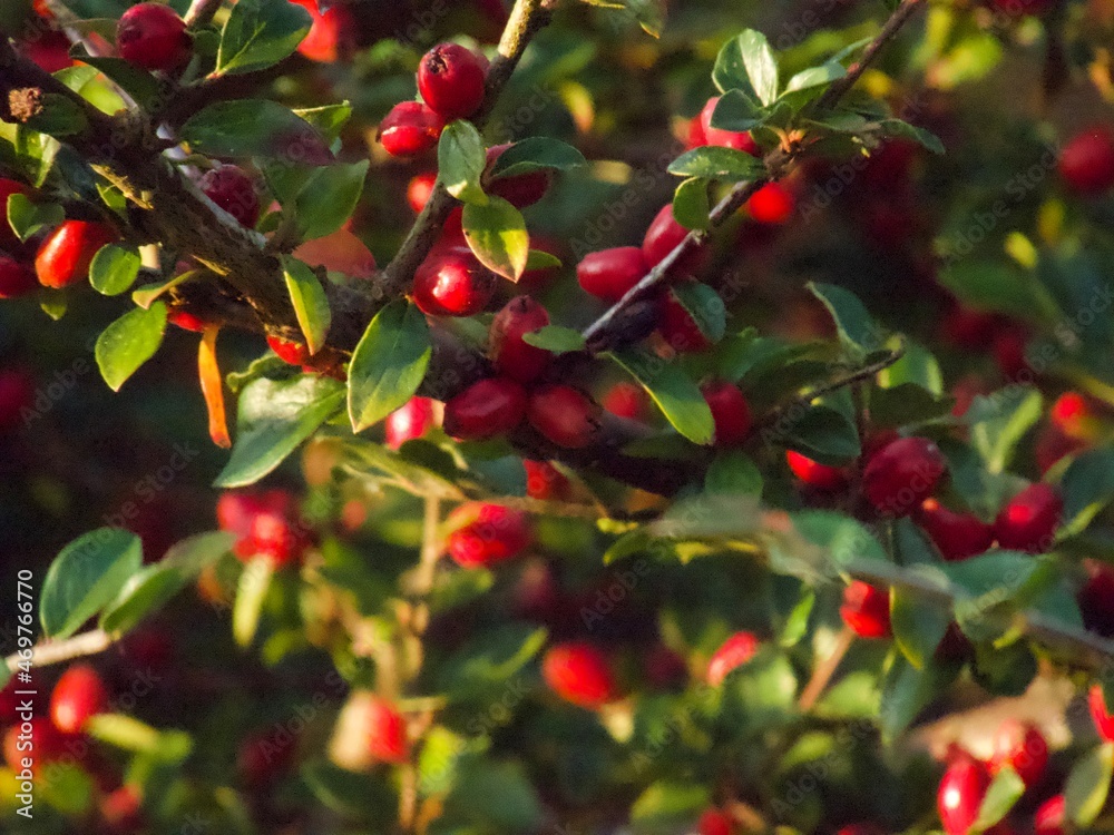 Obraz premium red berries on a tree