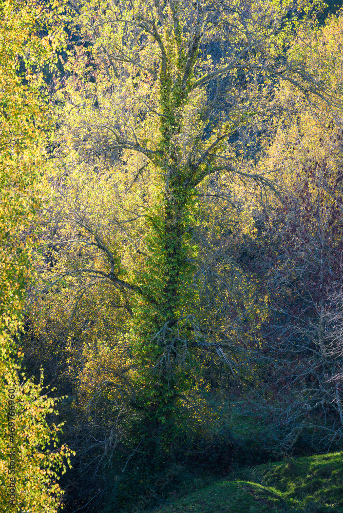 Back lighting highlights the autumn foliage color of a tree Back lighting highlights the autumn foliage color of a tree