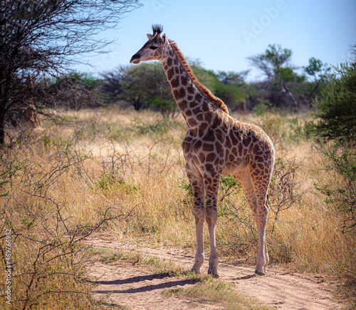 Giraffe  Giraffa Camelopardalis  in its natural habitat in Namibia