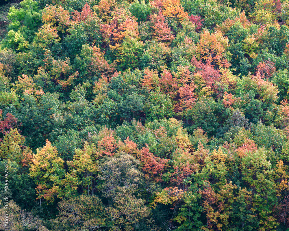 Colorful mix of tree species in a deciduous forest in autumn Colorful mix of tree species in a deciduous forest in autumn