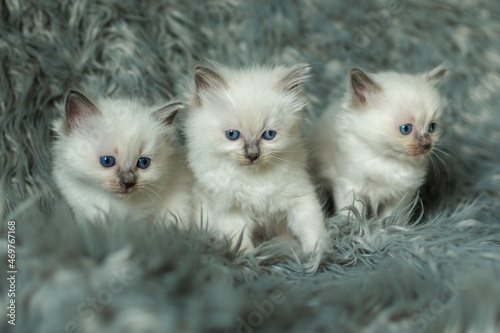 Three Ragdoll kittens