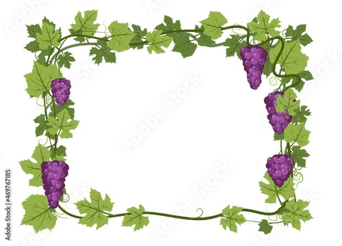 Rectangular Frame. Vine with foliage and bunches of grapes. Viticulture and farming. Branches with berries on a dense bush. Young vineyard. Sweet autumn harvest. Isolated on white background. Vector.