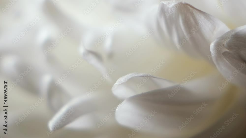 White chrysanthemum flower macro shot.