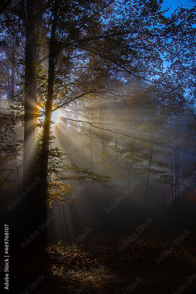 Fototapeta premium Wald_6520