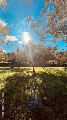 Suntree