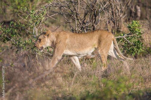 Lioness walking through the bush
