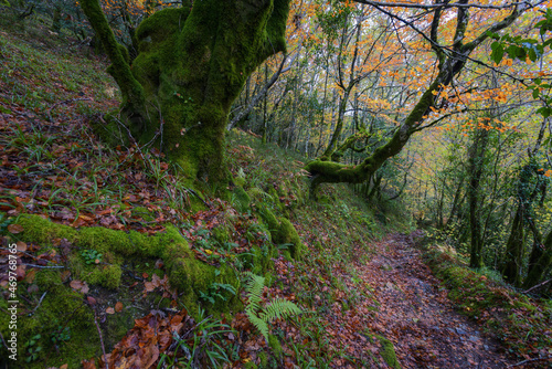 Trail through the ancestral forest Devesa da Rogueira photo