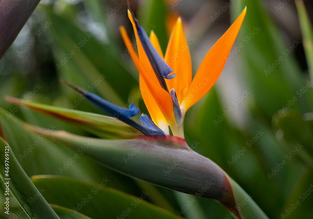 Obraz premium Strelitzia reginae or crane flower or bird of paradise is a popular flowering plant indigenous to South Africa with decorative orange petals in botanical garden in Funchal, Madeira island Portugal.