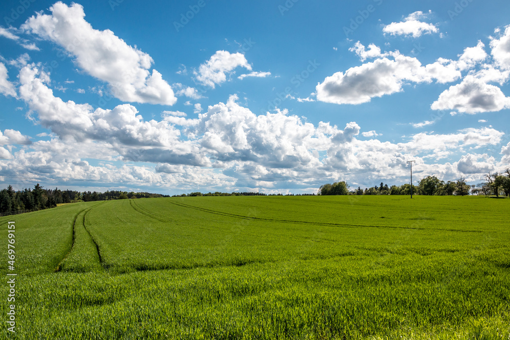 Big green fields of fertile soil and green grain and the blue sky with white clouds