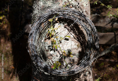Coiled barbed wire mounted on tree.