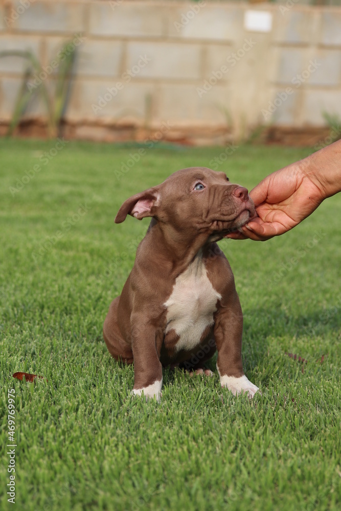 Filhote de pit bull