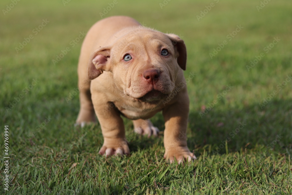 Fototapeta premium Filhote de pit bull
