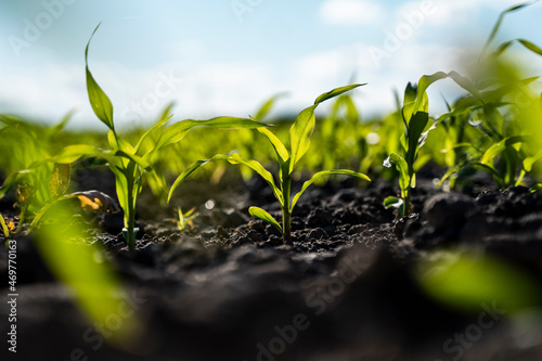 Close up seeding maize plant, Green young corn maize plants growing from the soil. Agricultural scene with corn's sprouts in earth closeup.