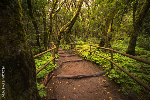 Path in the forestGarajonay, La Gomera
