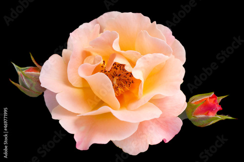 a large pink rose bud with two small buds on a black background