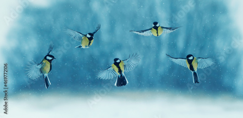  flock of birds of tits flies in the winter garden among falling snowflakes