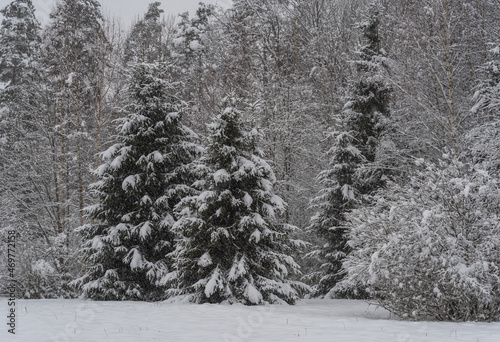 Three snowy fir trees by the snowy white forest on cloudy winter day during snowfall