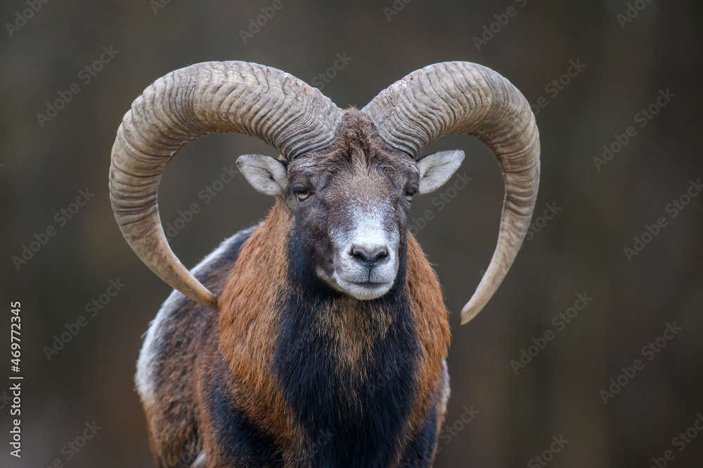 Big mouflon animal. Ovis gmelini, forest horned animal in nature habitat Big mouflon animal. Ovis gmelini, forest horned animal in nature habitat