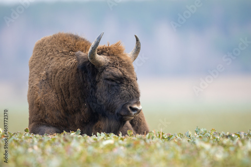 European bison - Bison bonasus in the Knyszyn Forest (Poland)