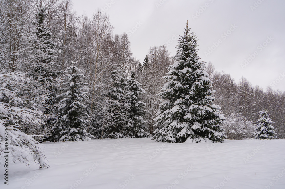 Snowy fir trees by the snowy white forest on cloudy winter day during snowfall Snowy fir trees by the snowy white forest on cloudy winter day during snowfall