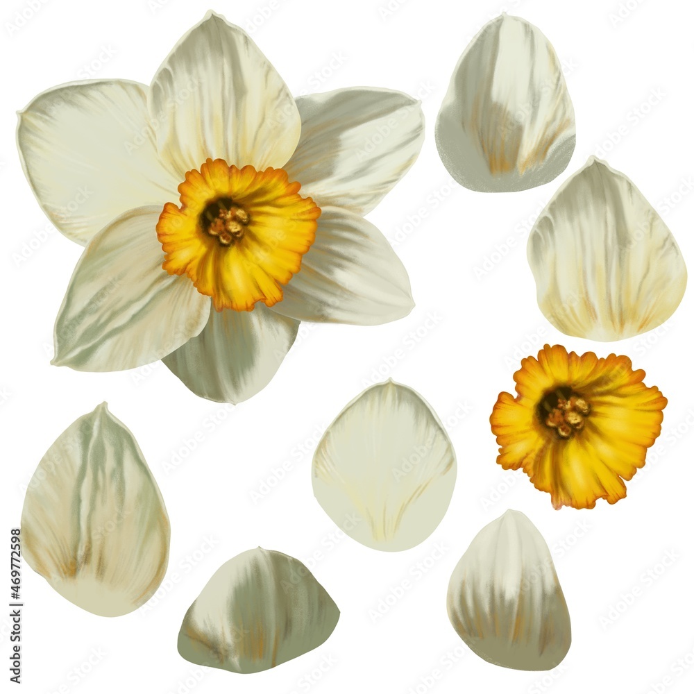 White narcissus flower without leaves, flower elements for decoration, petals and middle