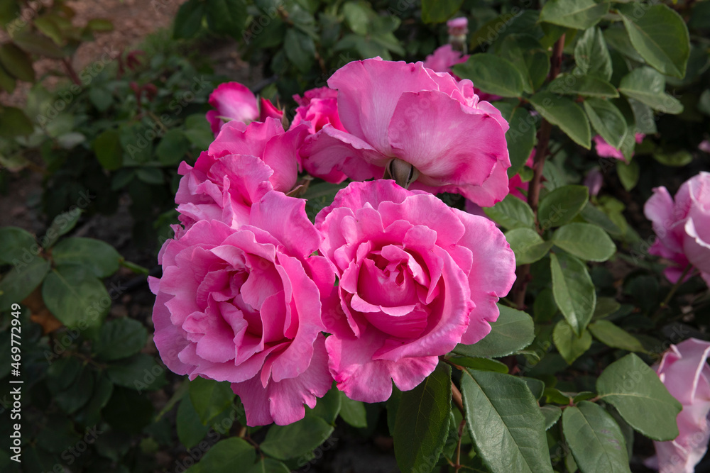 Closeup view of Rosa McCartney flowers of pink petals, blooming in the garden in spring. Closeup view of Rosa McCartney flowers of pink petals, blooming in the garden in spring.