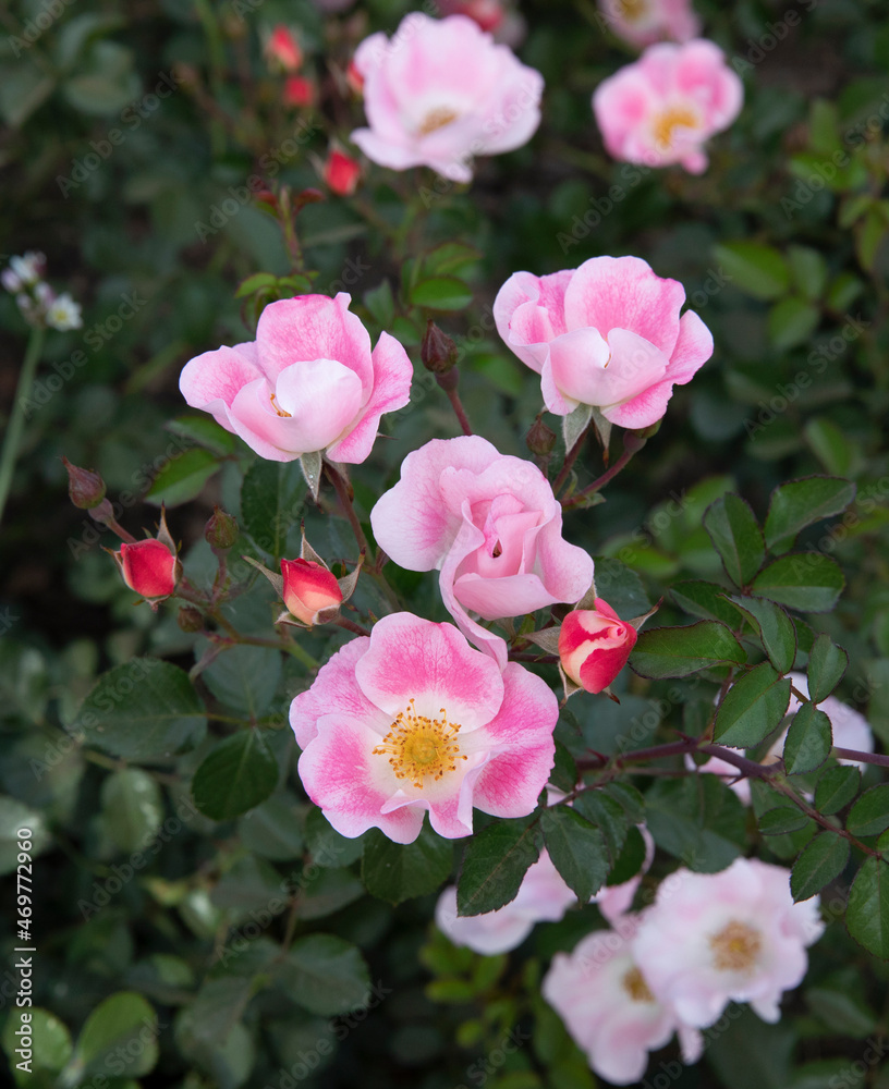 Closeup view of Rosa bingo Meidiland flowers of colorful pink petals blossoming in spring in the garden. Closeup view of Rosa bingo Meidiland flowers of colorful pink petals blossoming in spring in the garden.